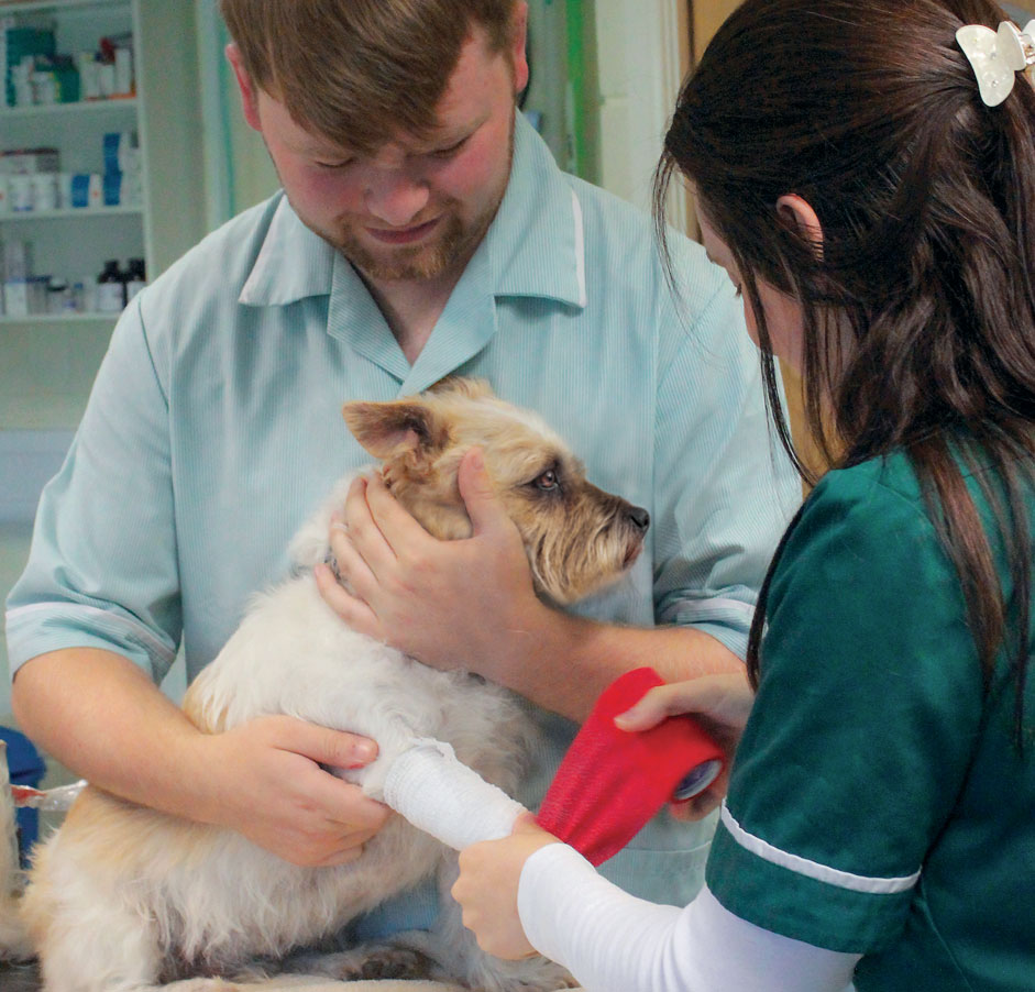 Programmes in small animal veterinary nursing | Central College of Animal  Studies