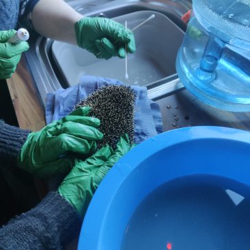 Prickly patients – CCOAS students visit hedgehog rescue charity
